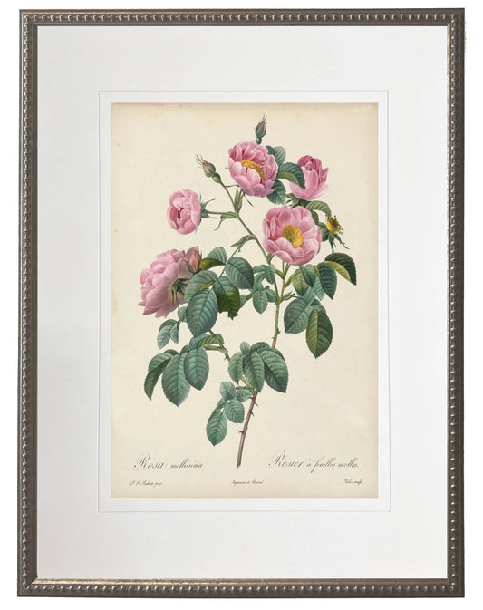 Vintage Rose Print in Beaded Pewter Frame