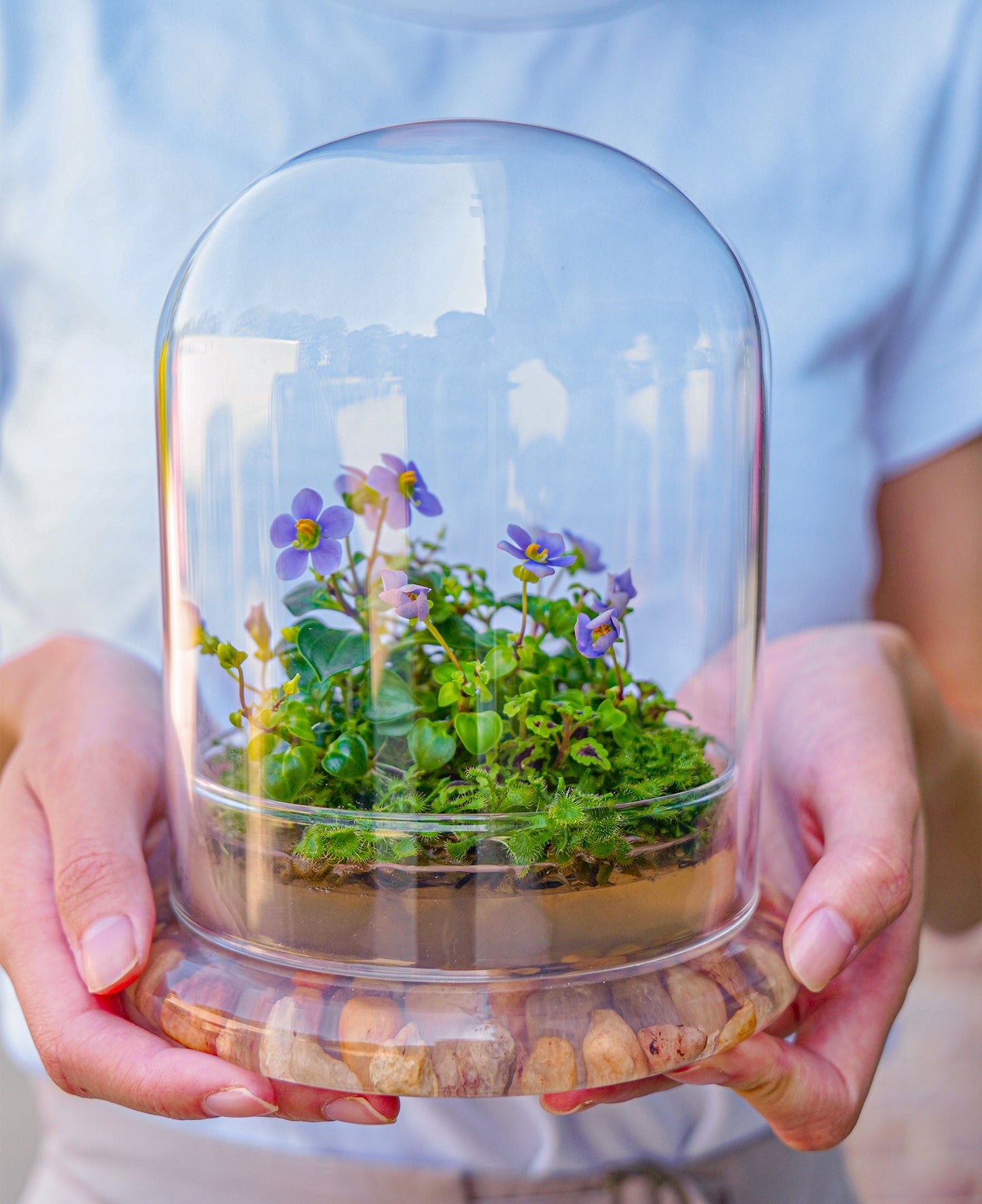 Bloomify Persian Violet lived in Terrarium Jar