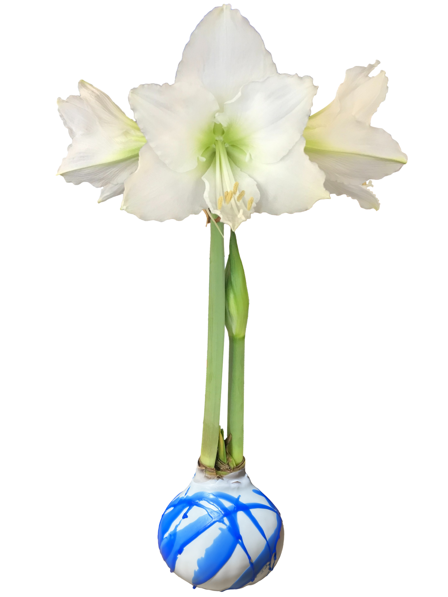 White Amaryllis Flower White Wax Blue Splatter Base 36cm+