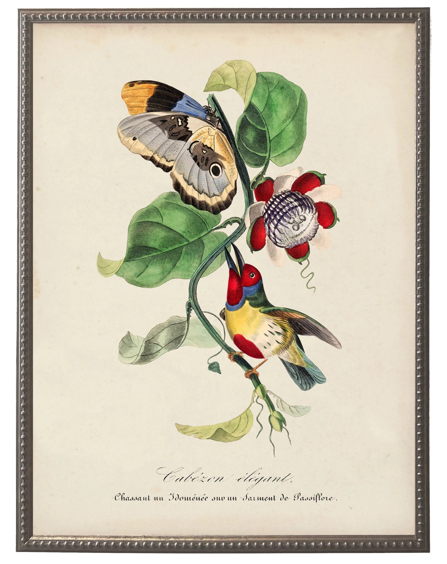 Vintage Barbet and Flower Print in Beaded Pewter Frame
