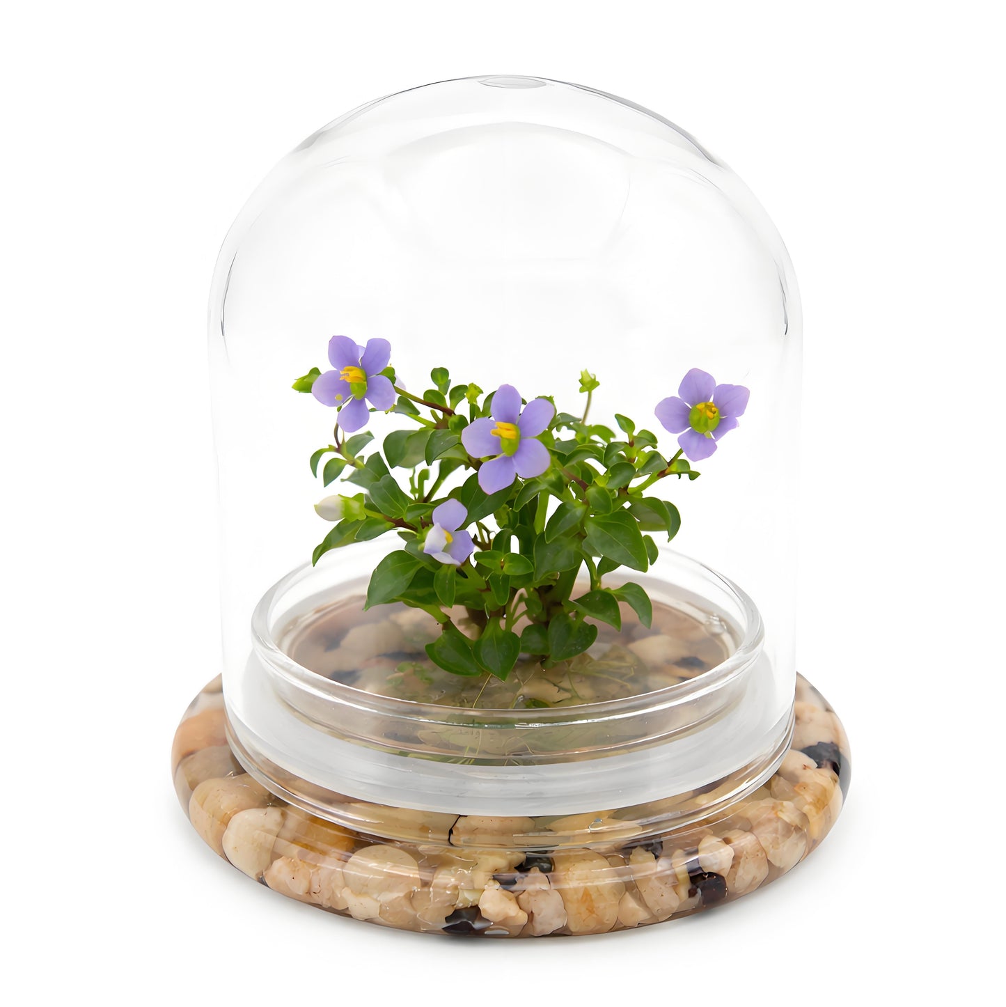 Persian Violet Terrarium