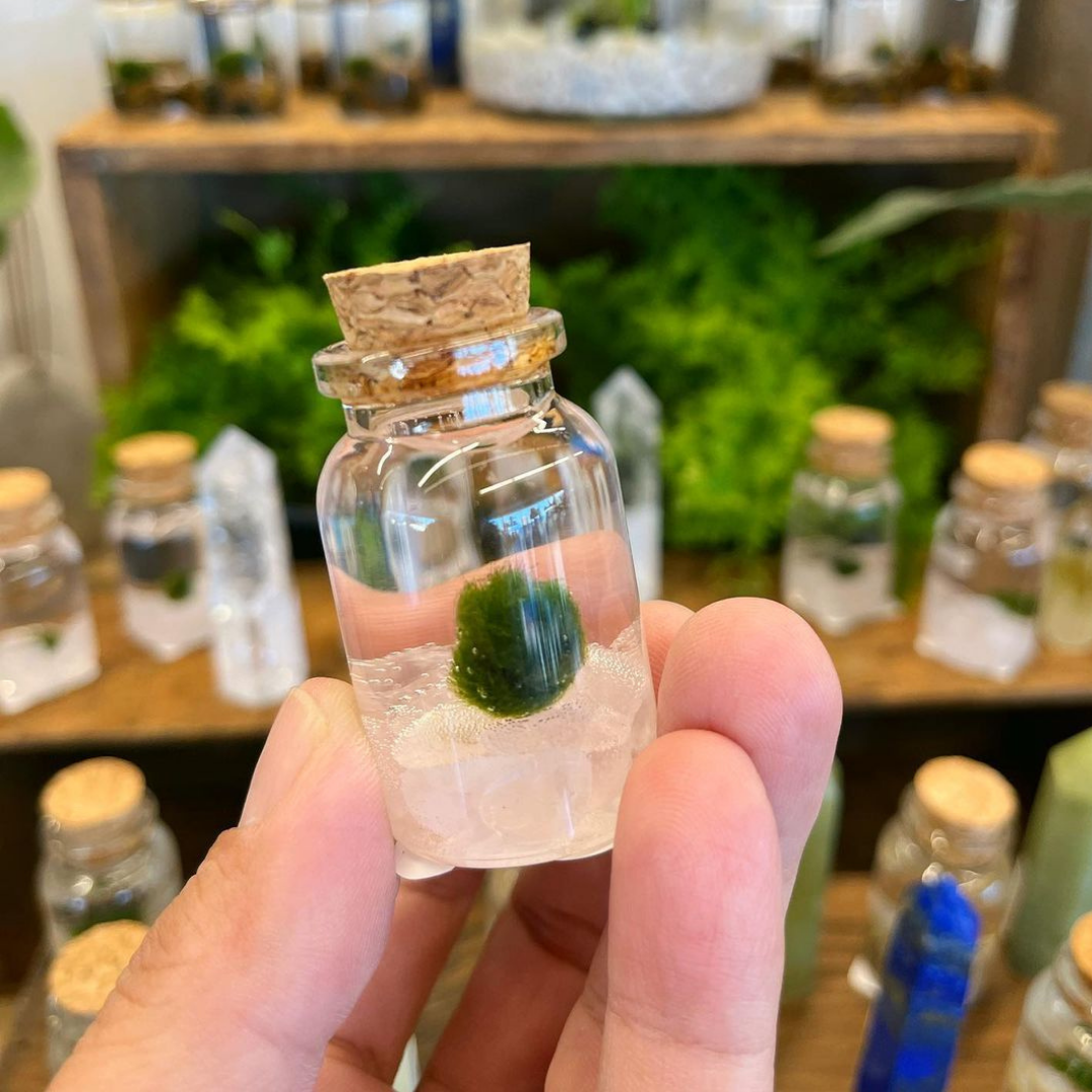 Mini Moss Ball | Rose Quartz Moss Niño
