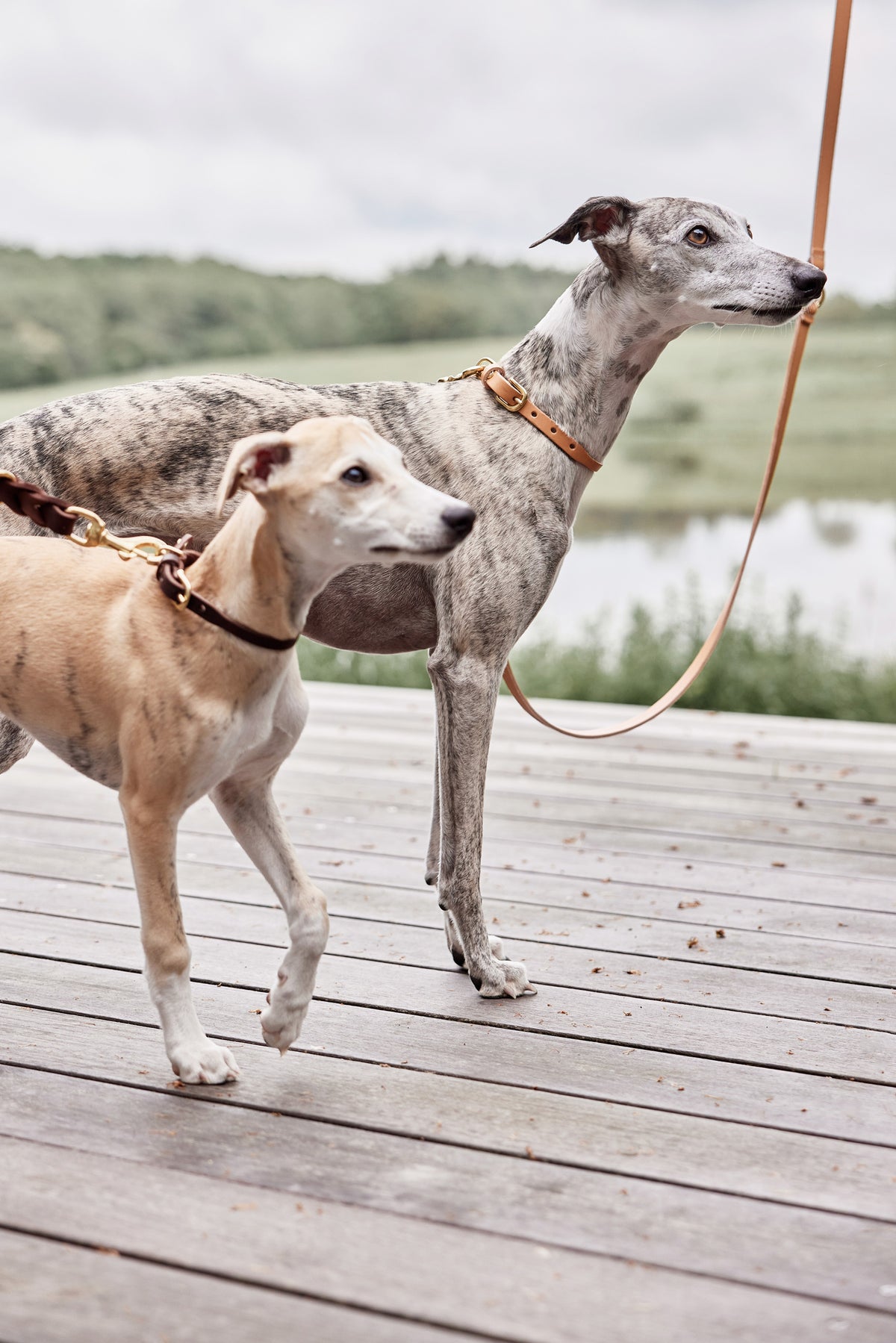 Robin Dog Collar Large - Natural
