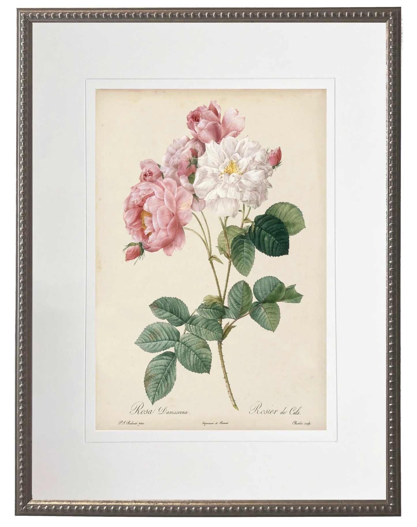 Vintage Rose Print in Beaded Pewter Frame