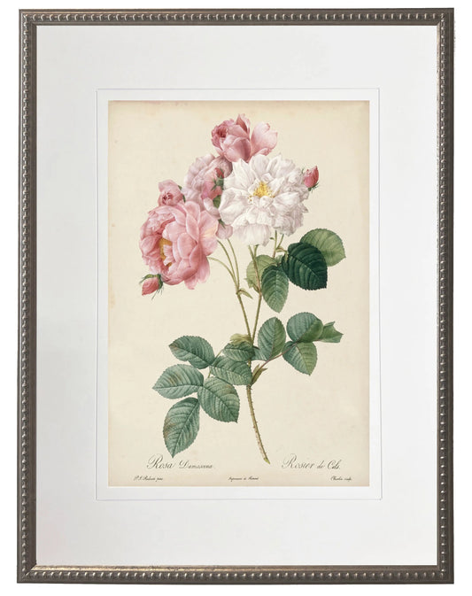 Vintage Rose Print in Beaded Pewter Frame