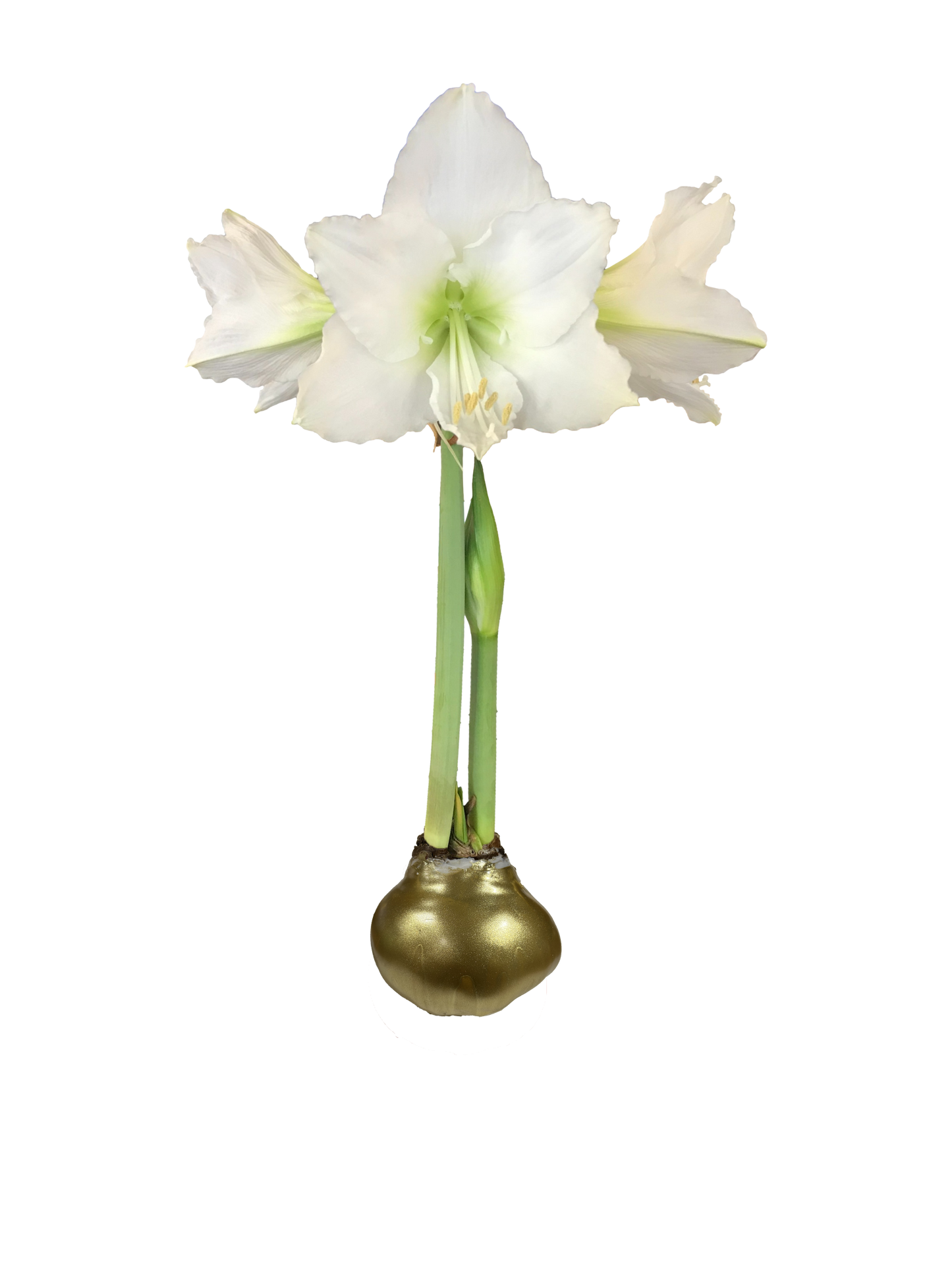 White Flower Gold Lacquer 36+