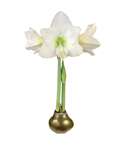 White Flower Gold Lacquer 36+