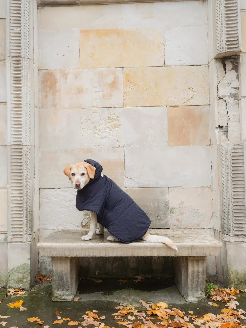 Navy blue vegan dog hoodie made from recycled materials on small dog sitting on wooden bench. - The New Orchard - Navy Blue / 2XS