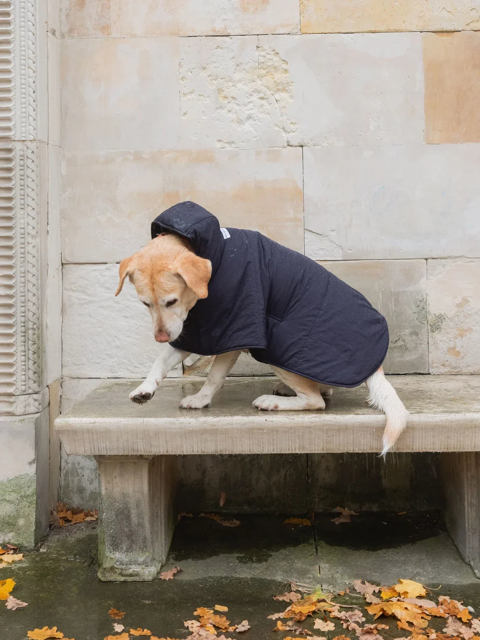 Navy blue vegan dog hoodie made from recycled materials on small dog sitting on concrete bench. - The New Orchard - Navy Blue / 2XS