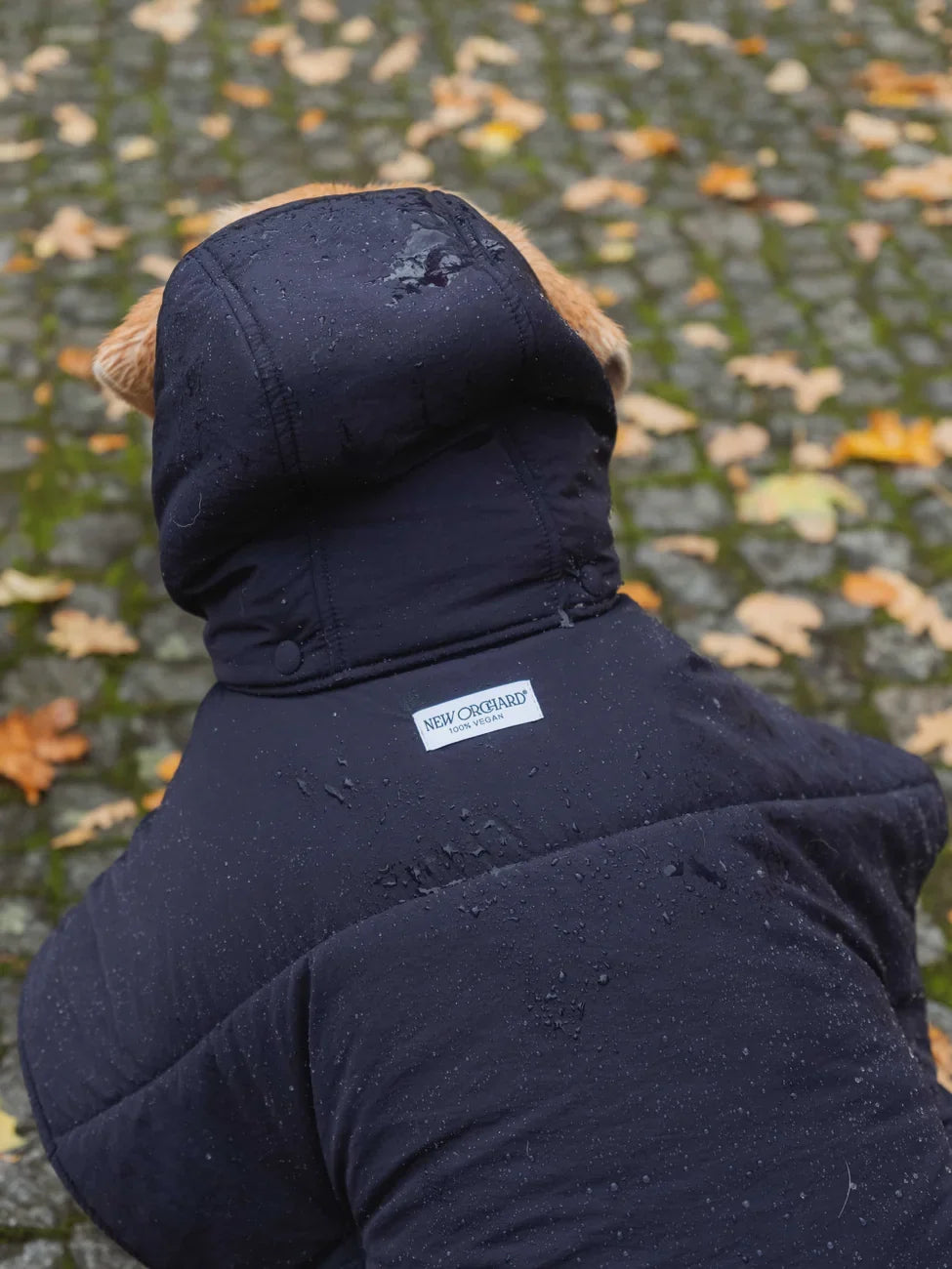 Navy blue dog hoodie with hood, made from vegan recycled materials, shown on small dog outdoors. - The New Orchard - Navy Blue / 2XS