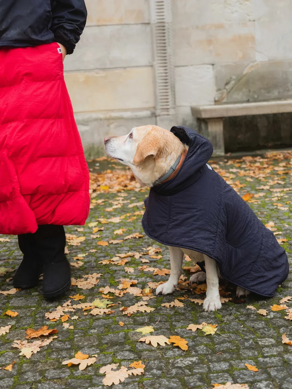 Navy blue dog hoodie made from vegan recycled materials, worn by Labrador sitting on leaf-strewn cobblestone. - The New Orchard - Navy Blue / 2XS