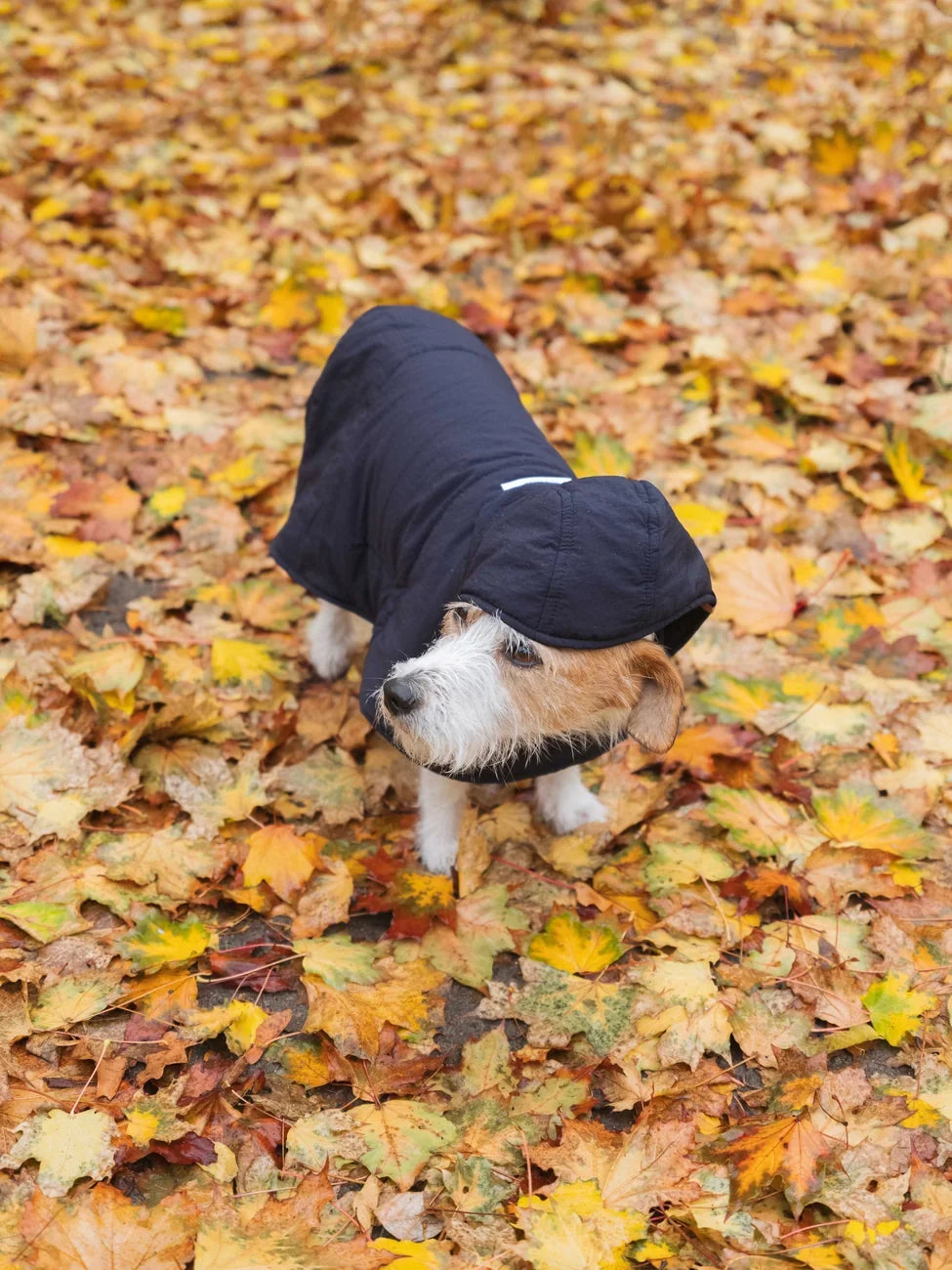 Navy blue vegan dog hoodie made from recycled materials, featuring a hood and snug fit on small dog. - The New Orchard - Navy Blue / 2XS