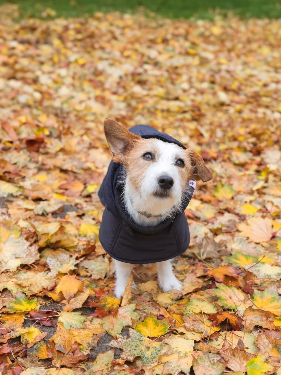 Navy blue vegan dog hoodie made from recycled materials, worn by small dog on autumn leaves. - The New Orchard - Navy Blue / 2XS