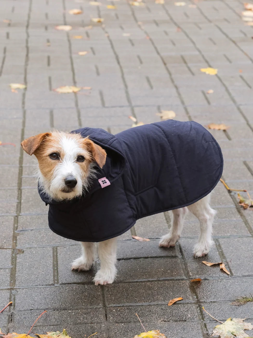 Small dog wearing navy blue vegan hoodie made from recycled materials on paved ground. - The New Orchard - Navy Blue / 2XS