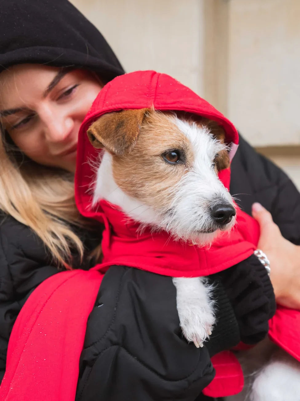 Vivid red dog hoodie with hood, made from vegan recycled materials, worn by small terrier. - The New Orchard - Vivid Red / 2XS