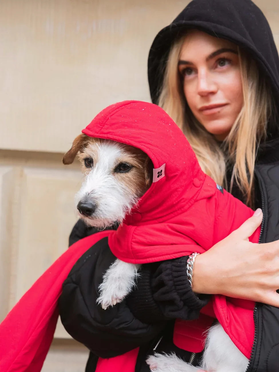 Vivid red vegan dog hoodie made from recycled materials, worn by small terrier dog. - The New Orchard - Vivid Red / 2XS