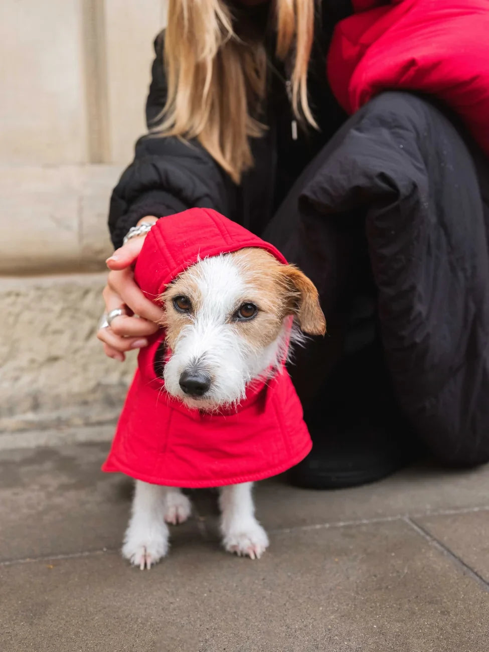 Small white dog wearing a vivid red vegan hoodie made from recycled materials with a hood covering its head. - The New Orchard - Vivid Red / 2XS