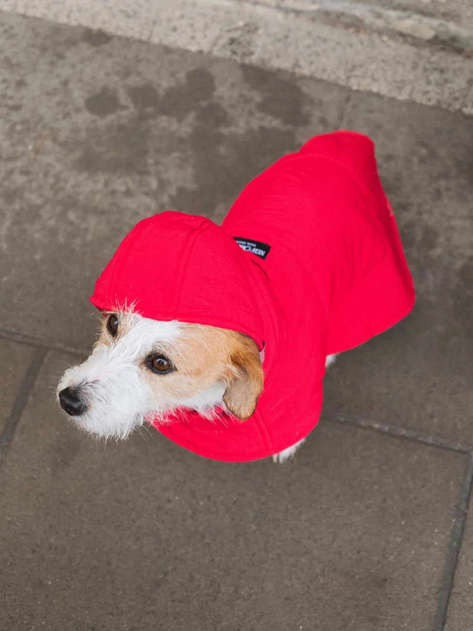 Vivid red vegan dog hoodie made from recycled materials on small white and brown dog outdoors. - The New Orchard - Vivid Red / 2XS