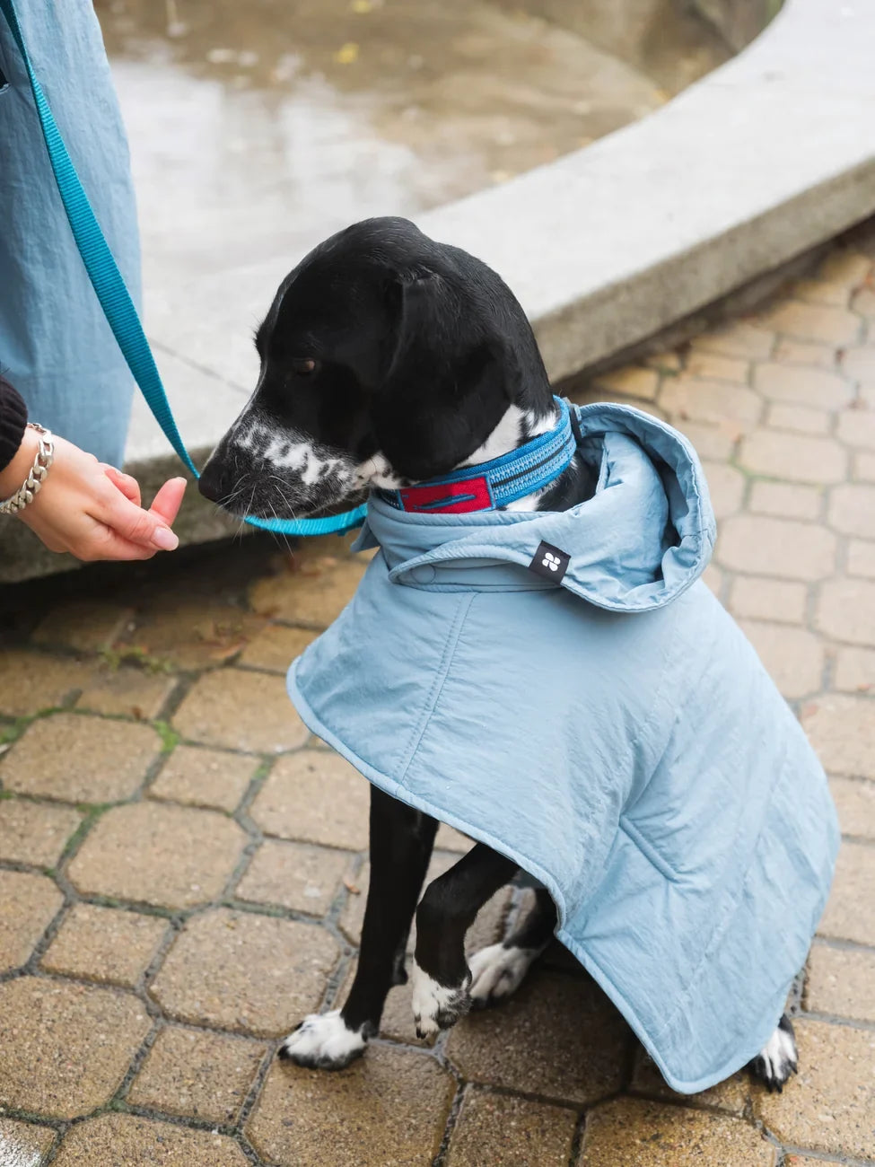 Black dog wearing sky blue vegan hoodie made from recycled materials outdoors on leash. - The New Orchard - Sky Blue / 2XS