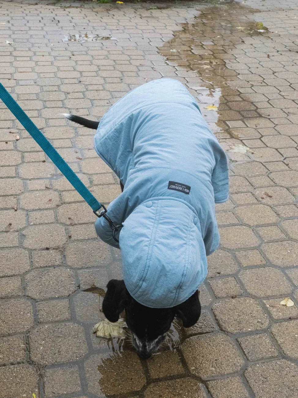 Sky blue vegan dog hoodie made from recycled materials, fitted on small dog with hood up. - The New Orchard - Sky Blue / 2XS