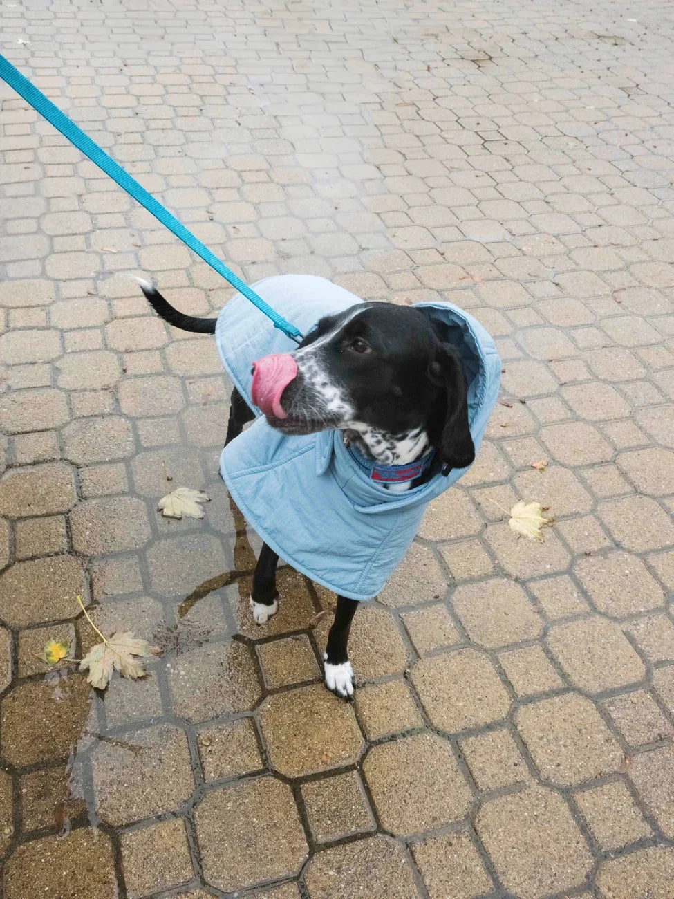 Black and white dog wearing sky blue vegan hoodie made from recycled materials on leash outdoors. - The New Orchard - Sky Blue / 2XS