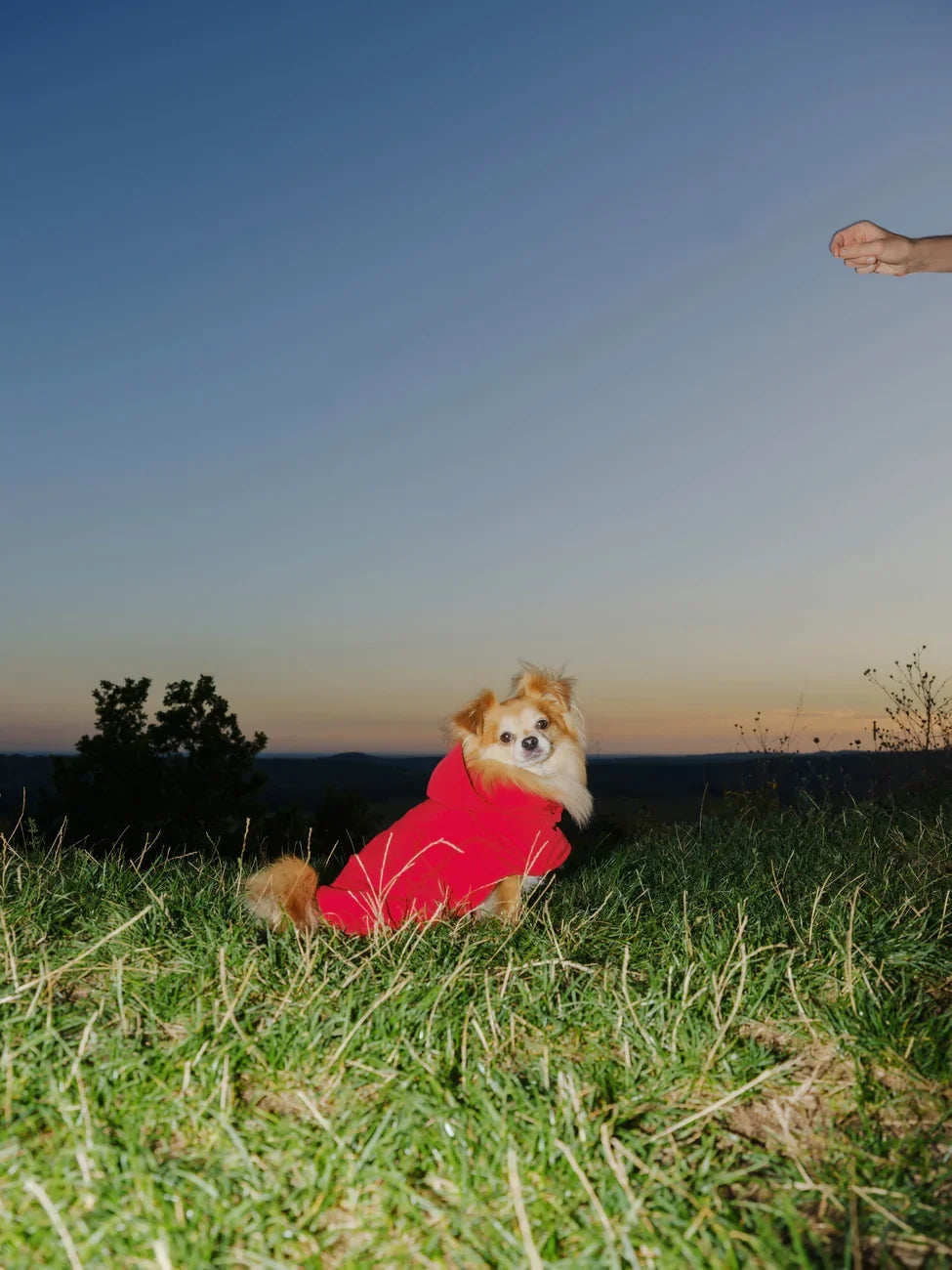 Vivid red vegan snack pouch made from recycled materials worn by small dog outdoors at dusk. - The New Orchard - Vivid Red