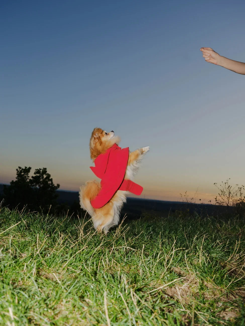 Vivid red vegan snack pouch made from recycled materials held outdoors with dog jumping to reach it. - The New Orchard - Vivid Red