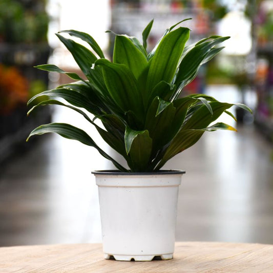 Janet Craig Dracaena