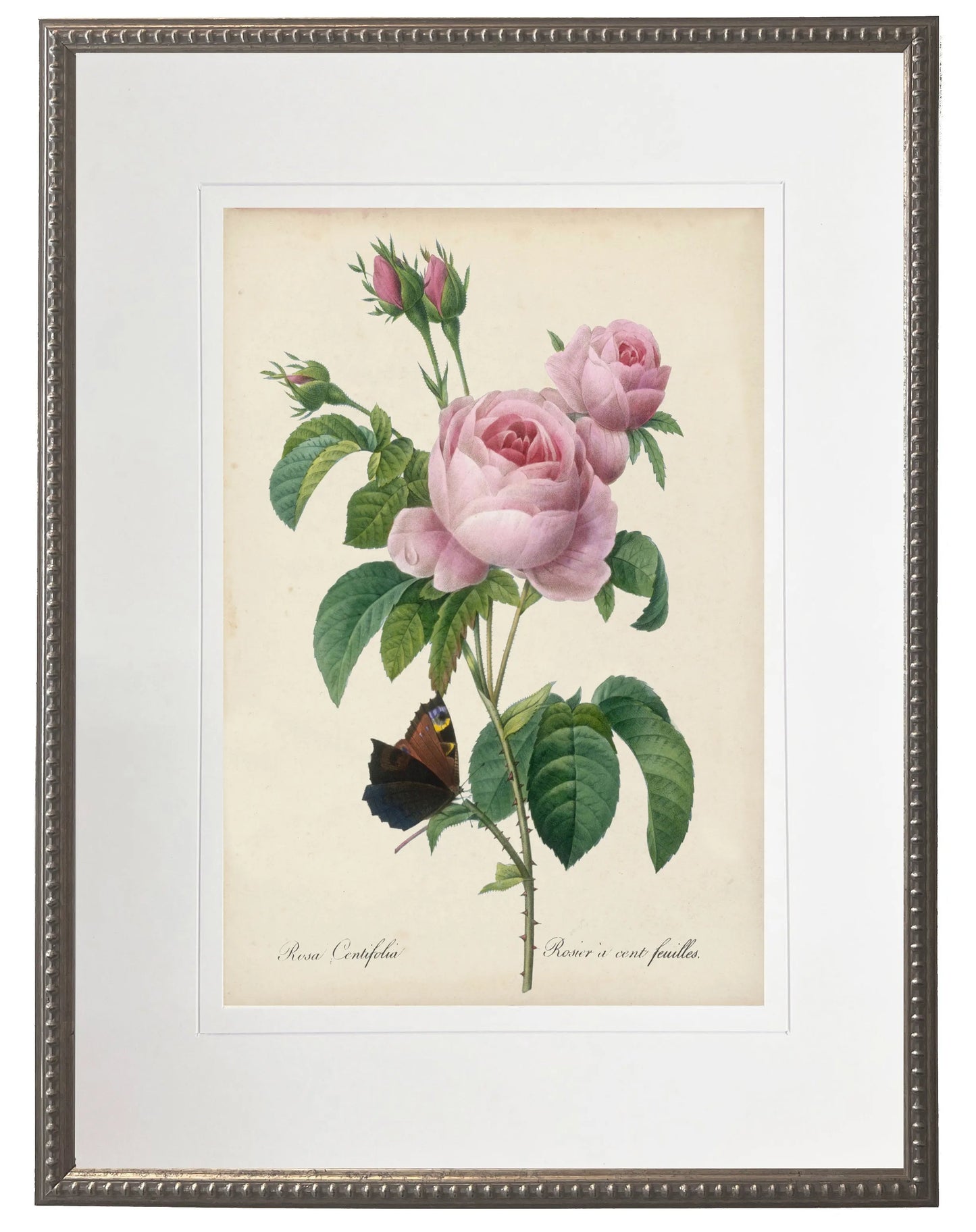 Vintage Rose Print with Beaded Pewter Frame