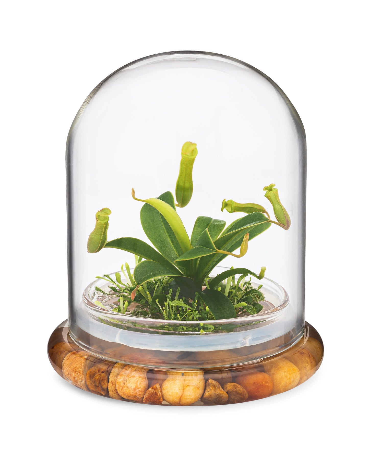 Live Pitcher Plant Terrarium
