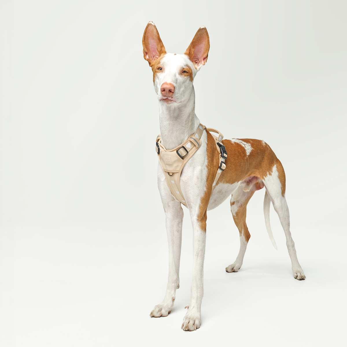Nomad City Leash Set - Icon