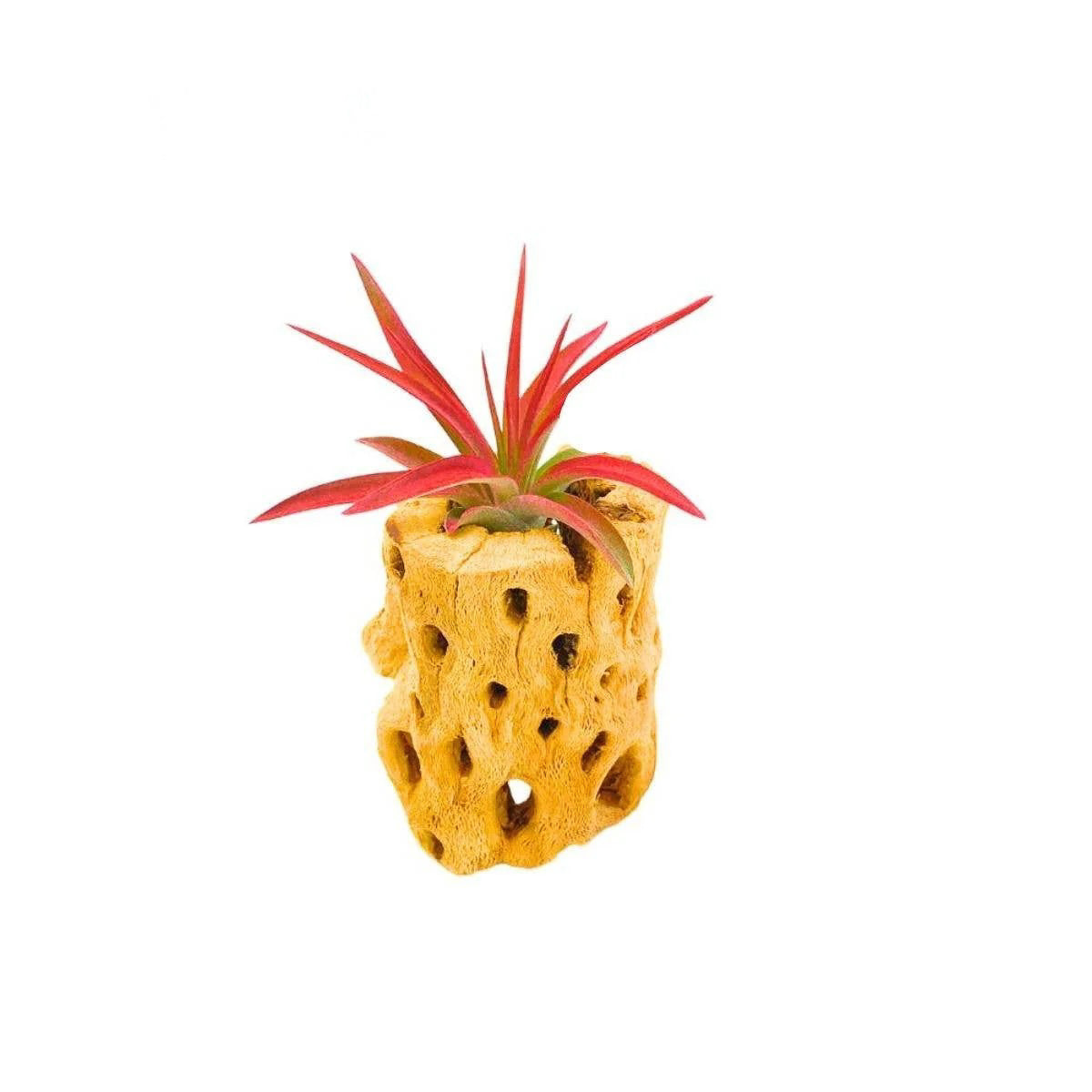 Velutina Air Plant, 2-3"