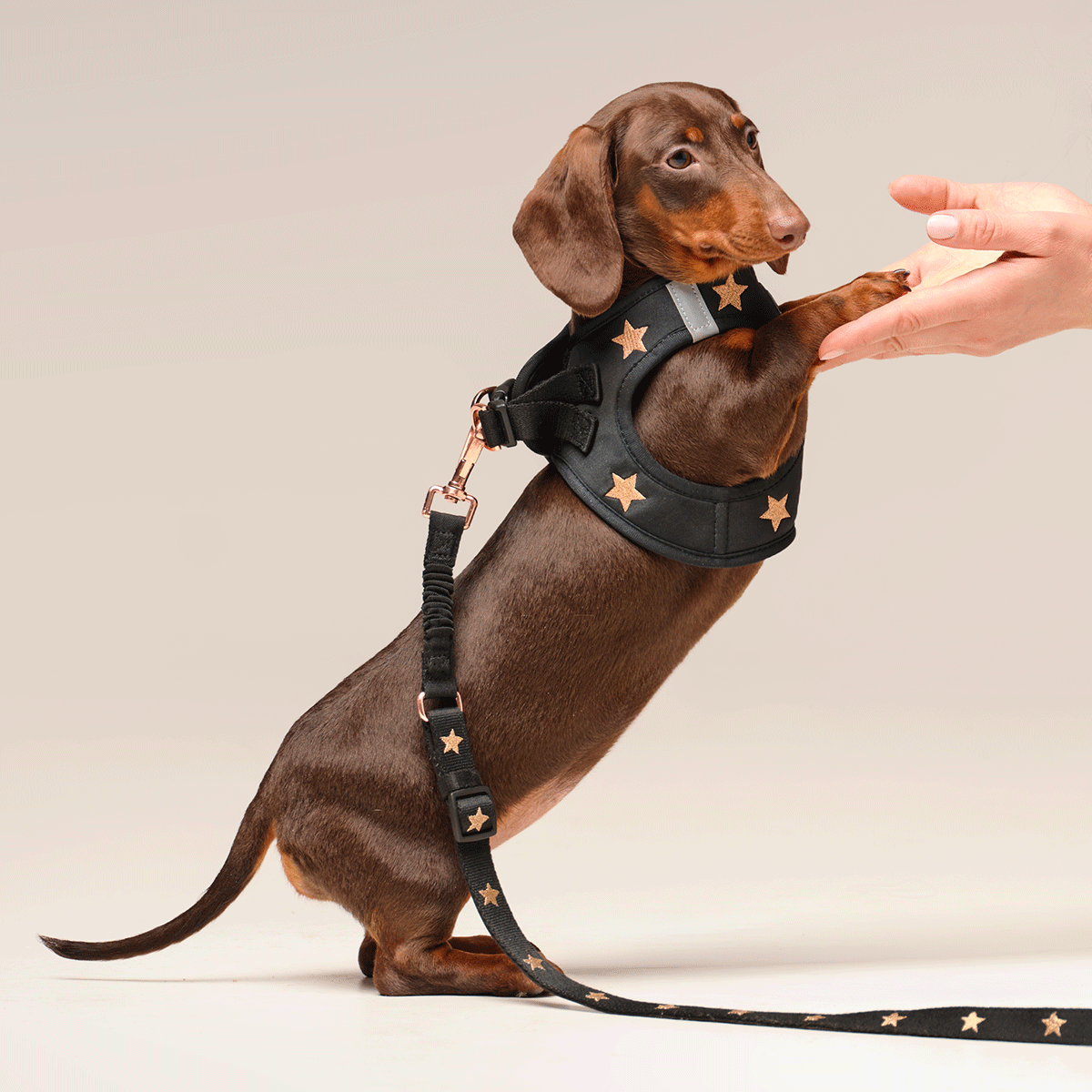 SoHo Complete Dog Walking Set - Rockstar