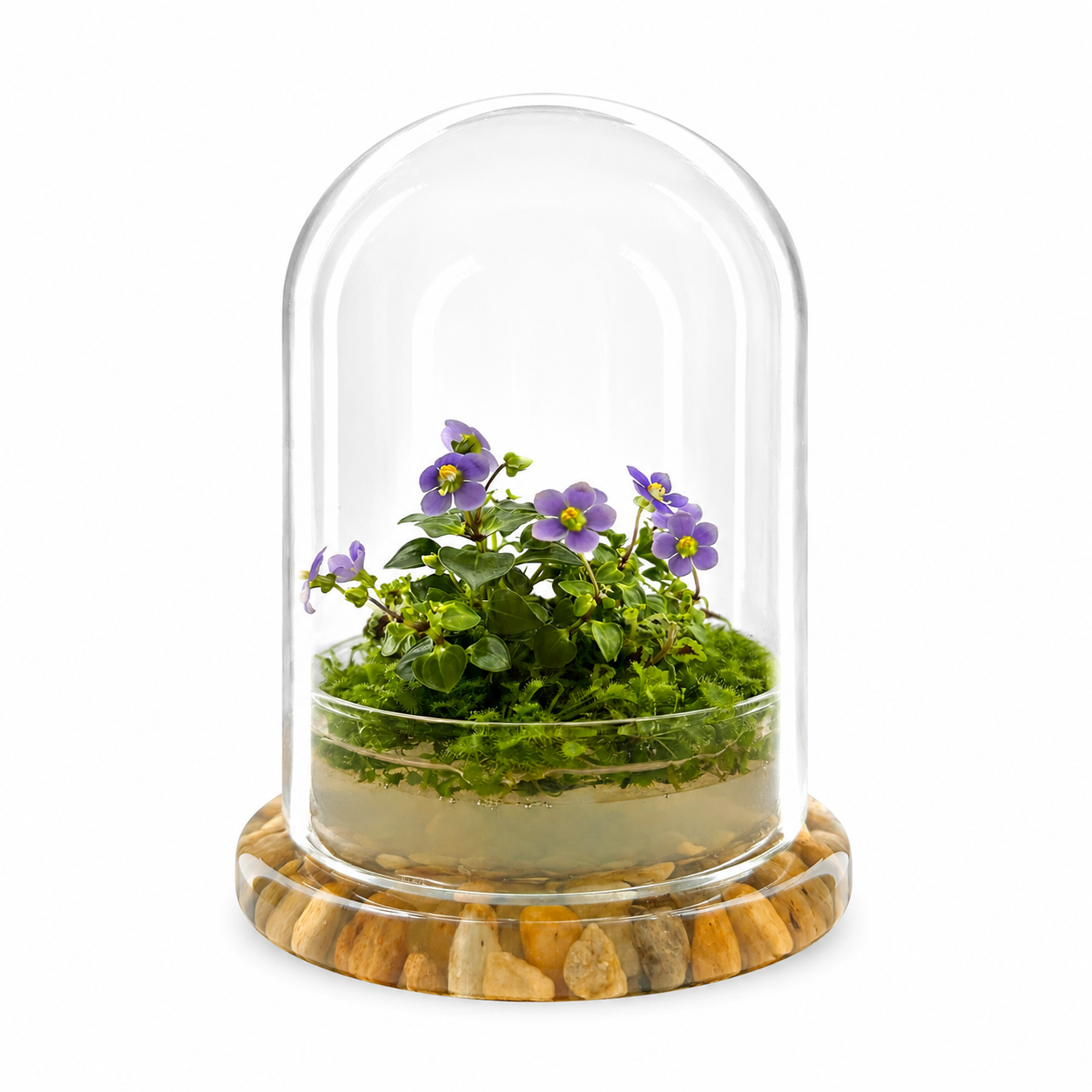 Bloomify Persian Violet lived in Terrarium Jar