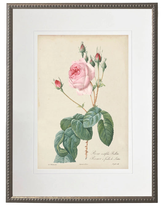 Botanical Rose Print with Beaded Pewter Frame