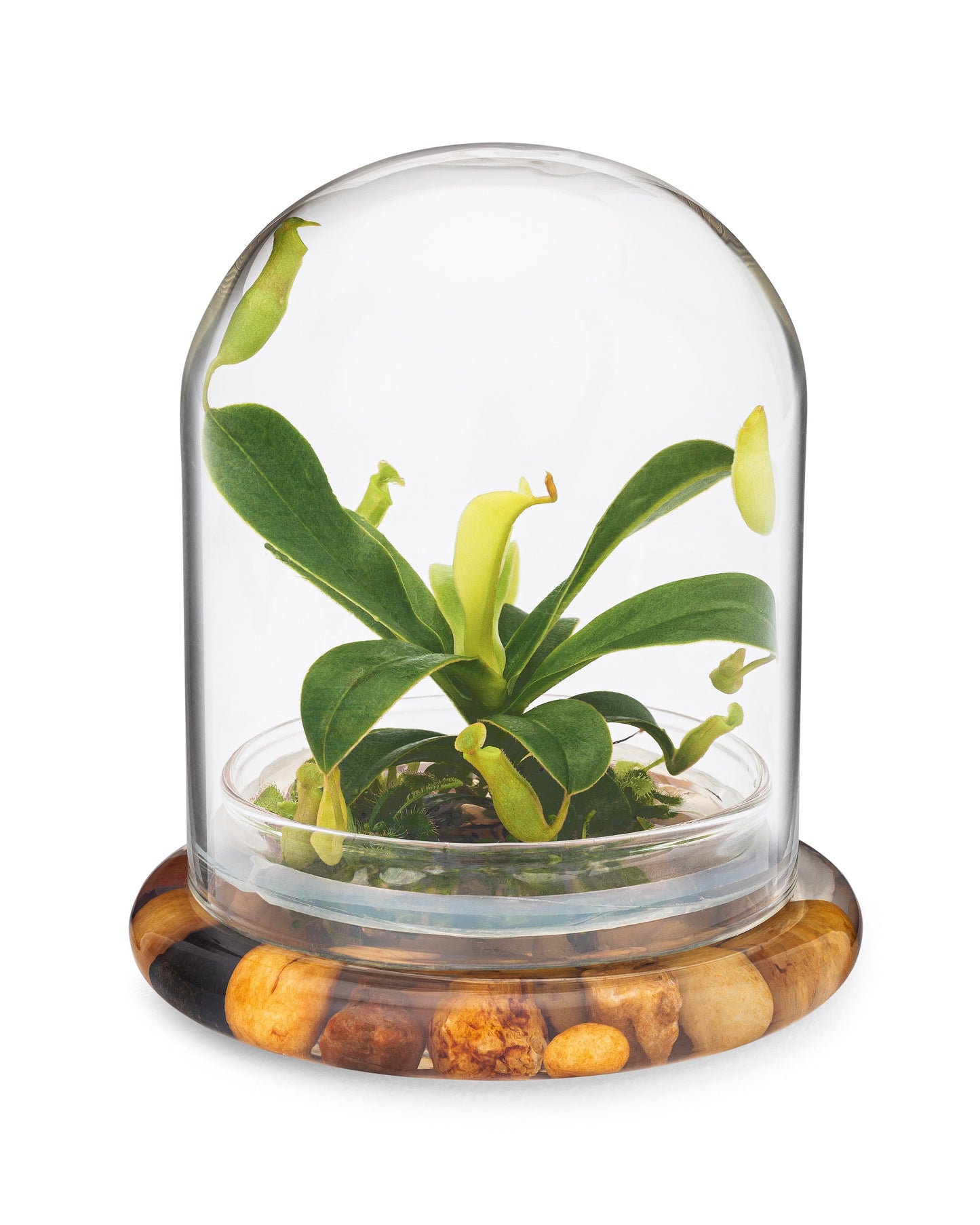 Live Pitcher Plant Terrarium