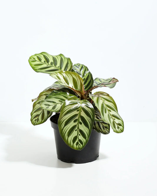 Cathedral Windows Calathea